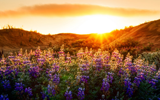 37482 (a): :2560x1600